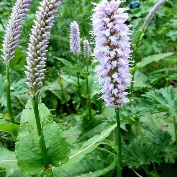 Bistorta officinalis Flor