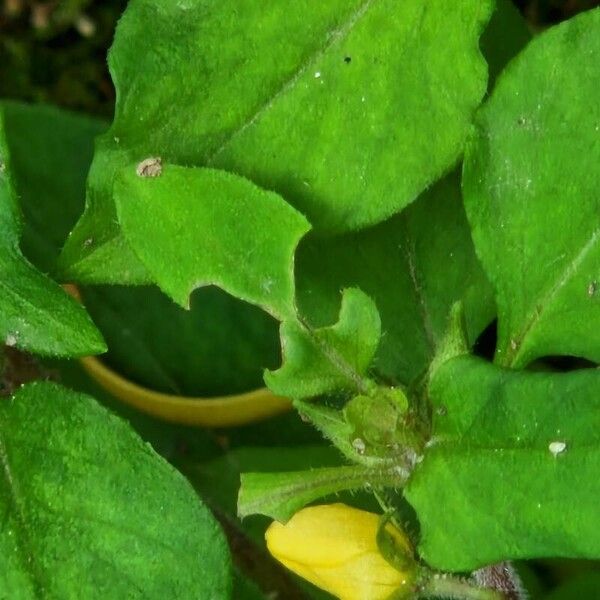 Lysimachia japonica Blomma