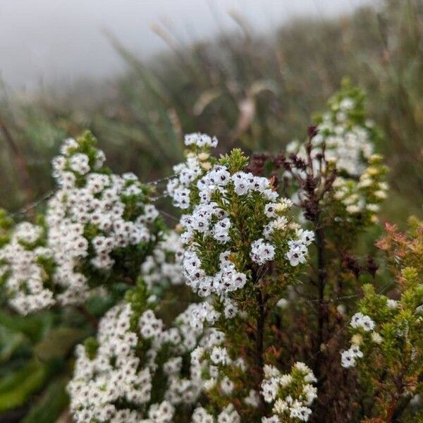 Erica arborea Cvet