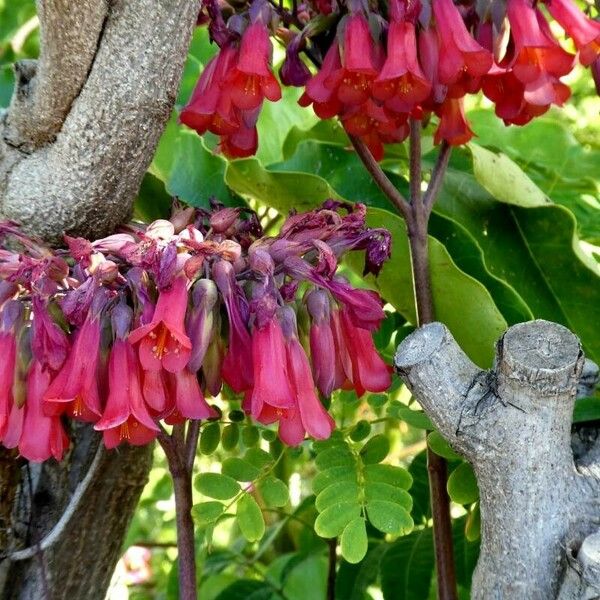 Kalanchoe delagoensis Цветок