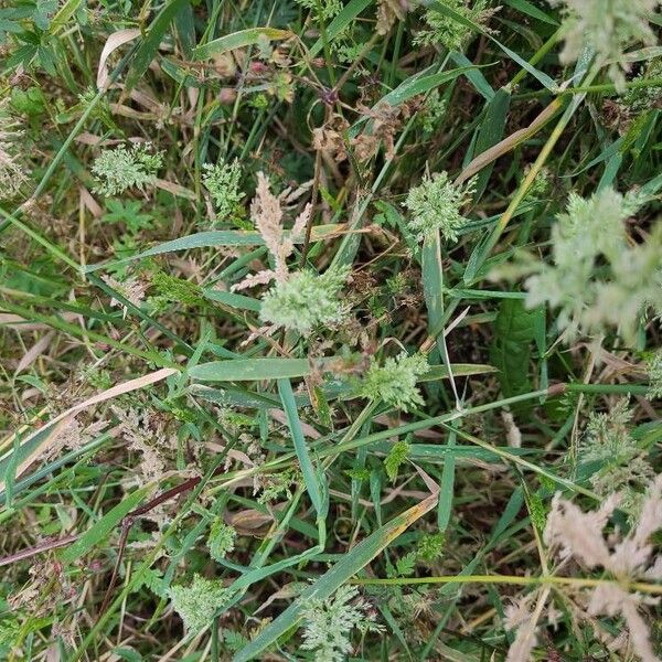 Polypogon viridis Hoja