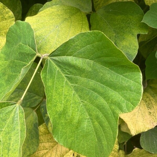 Pueraria montana Leaf