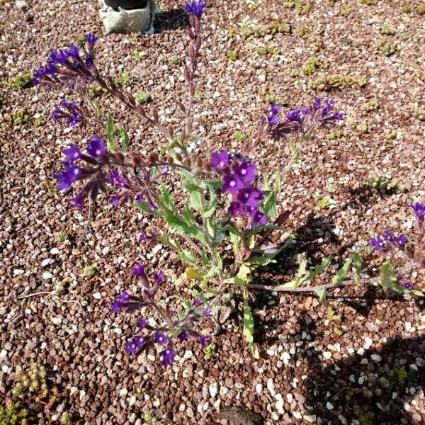 Anchusa undulata عادت