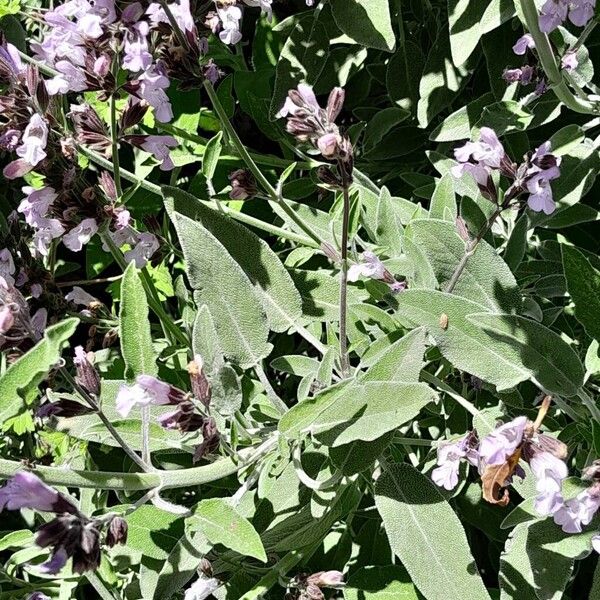 Salvia fruticosa ഇല