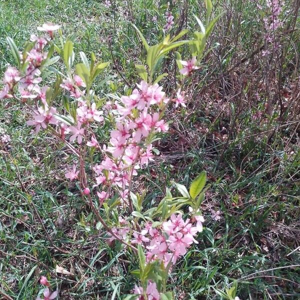 Prunus tenella Blüte