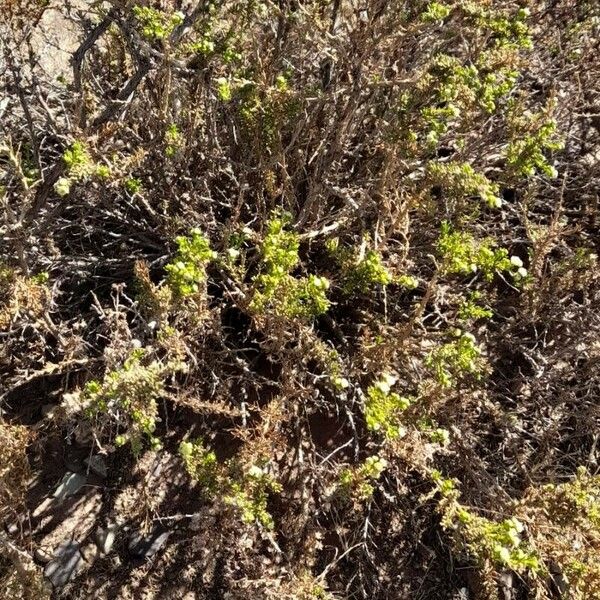 Baccharis boliviensis Агульны выгляд