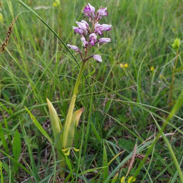 Orchis militaris Habitus