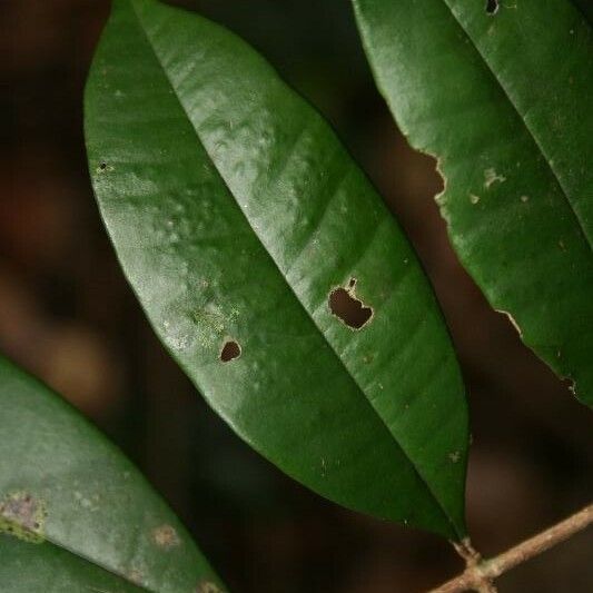 Myrcia decorticans Leaf