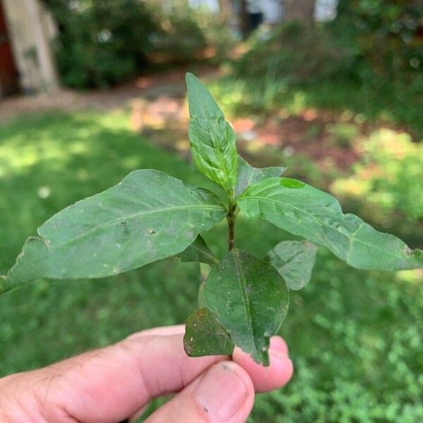 Persicaria pensylvanica Leaf