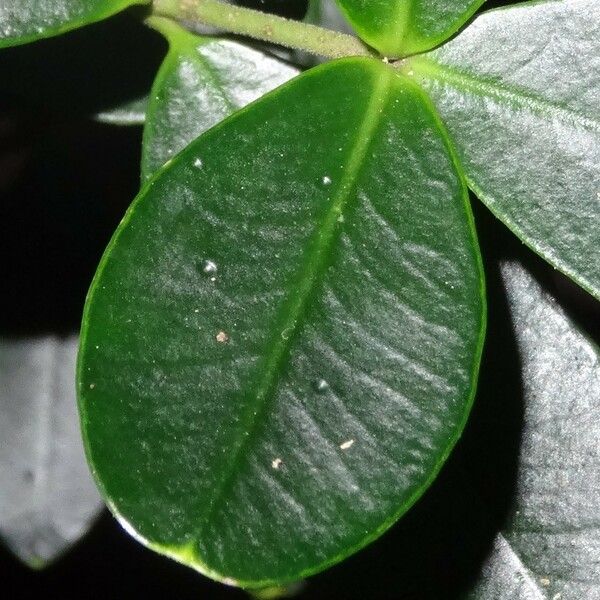 Alyxia tisserantii Leaf