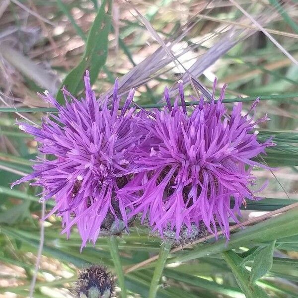 Centaurea scabiosa Flower