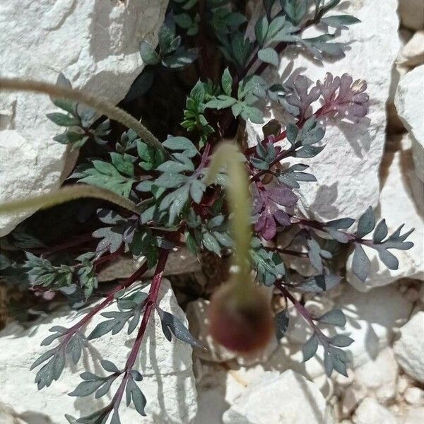 Papaver alpinum Deilen