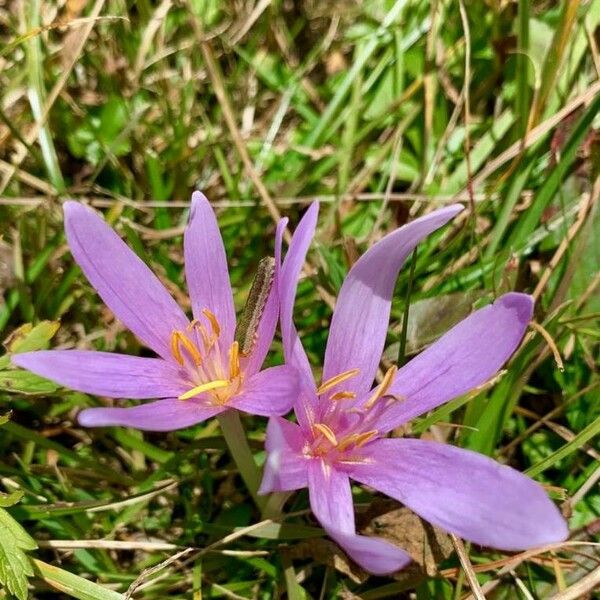 Colchicum autumnale Flower