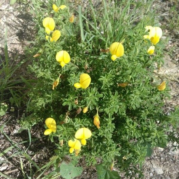 Ononis natrix Flower