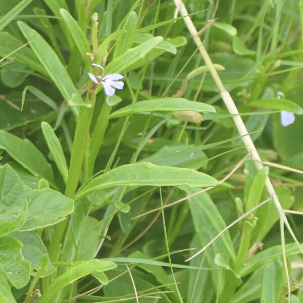 Lobelia anceps Flower