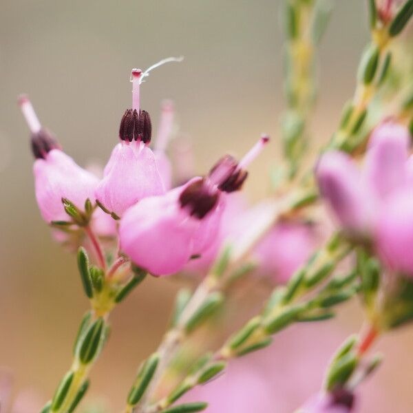 Erica umbellata Кветка