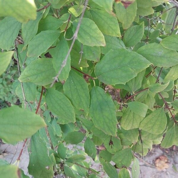 Philadelphus pubescens Leht