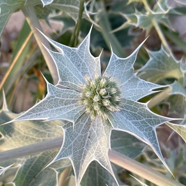 Eryngium maritimum Листок