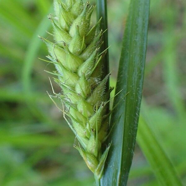 Carex hirta Frucht