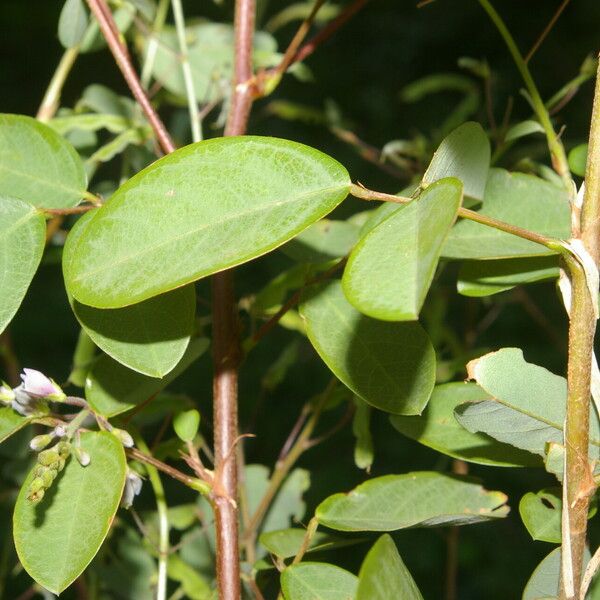 Grona adscendens Blad