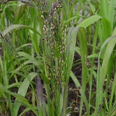 Panicum miliaceum عادت داشتن