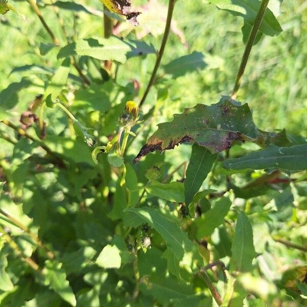 Crepis biennis 整株植物