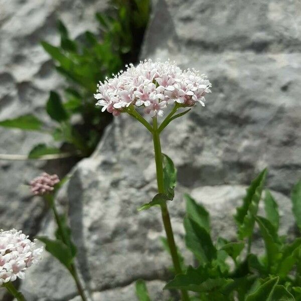 Valeriana montana Flower