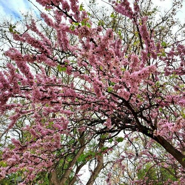 Cercis canadensis Habit