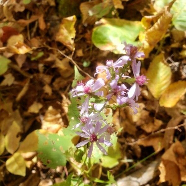 Symphyotrichum cordifolium Квітка