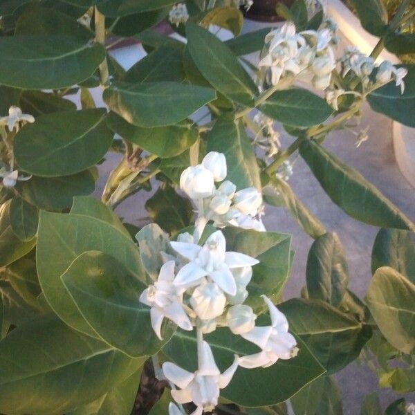 Calotropis gigantea Çiçek