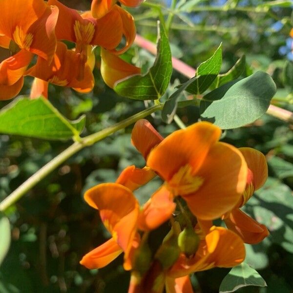 Colutea arborescens Blüte