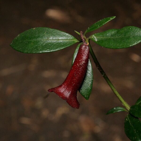 Rhododendron rubrobracteatum Flower