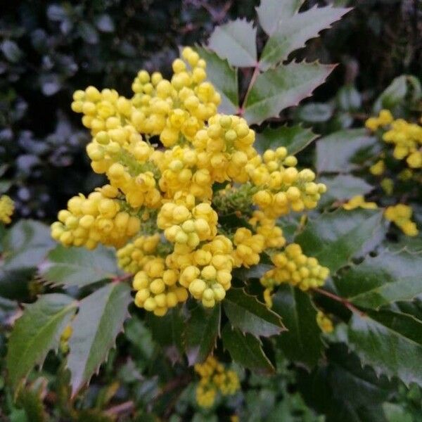 Berberis aquifolium 花