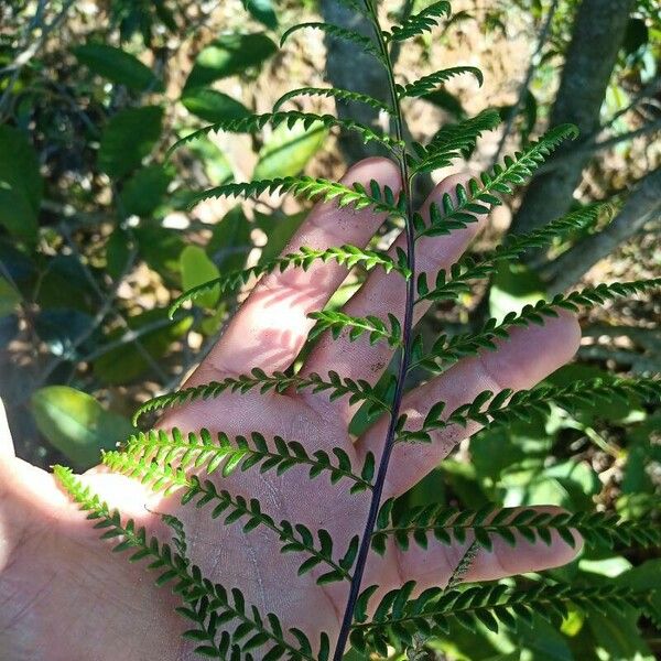 Pityrogramma calomelanos Leaf