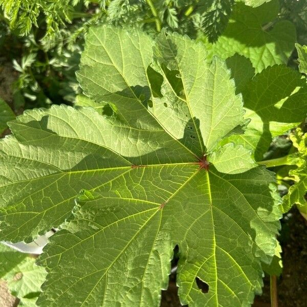 Abelmoschus esculentus Blatt