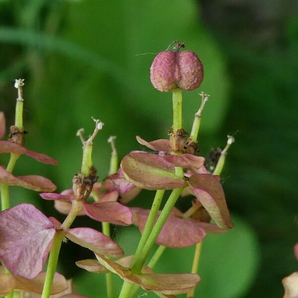 Euphorbia cyparissias 果