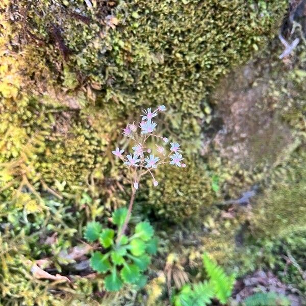 Saxifraga spathularis Floare