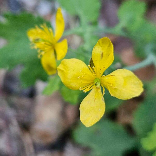 Chelidonium majus Blomma