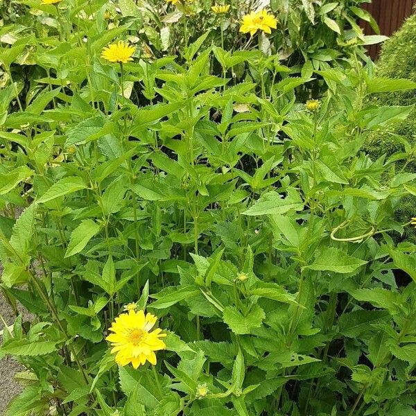 Heliopsis helianthoides عادت داشتن