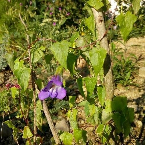 Maurandya barclayana Flower