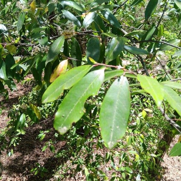 Prunus caroliniana Fuelha