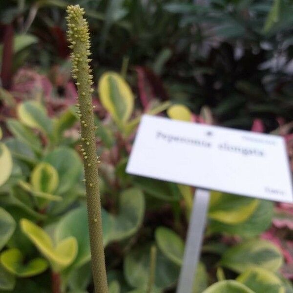 Peperomia macrostachyos Blüte