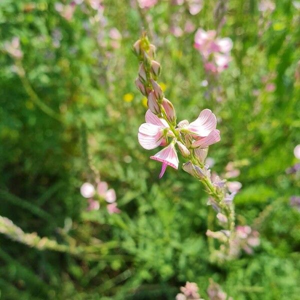 Onobrychis viciifolia Cvet