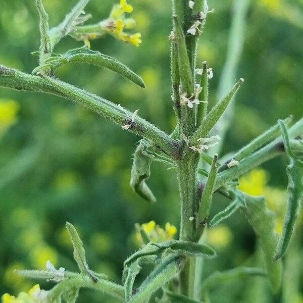 Sisymbrium officinale Ŝelo