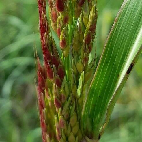 Sorghum halepense Fruit