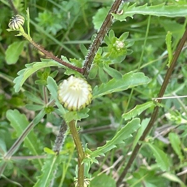 Leucanthemum vulgare Feuille