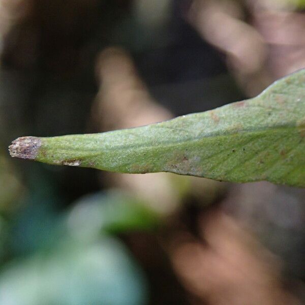 Asplenium africanum Hoja