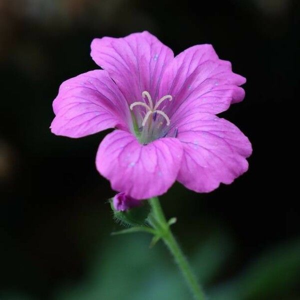 Geranium sylvaticum 花