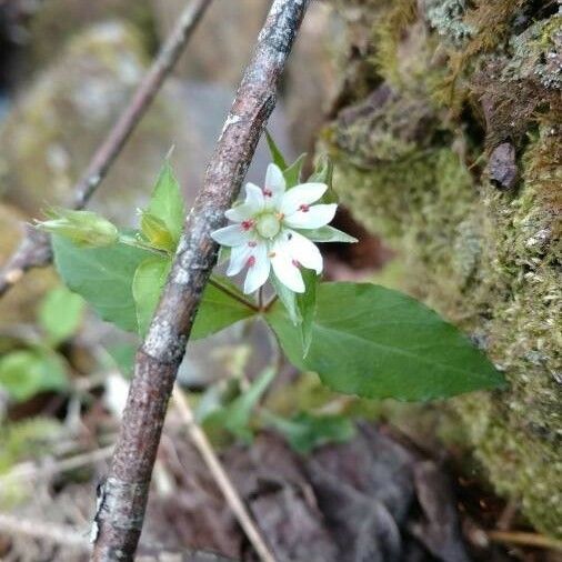 Stellaria pubera Flower