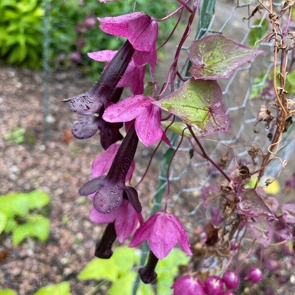 Rhodochiton atrosanguineus Flower